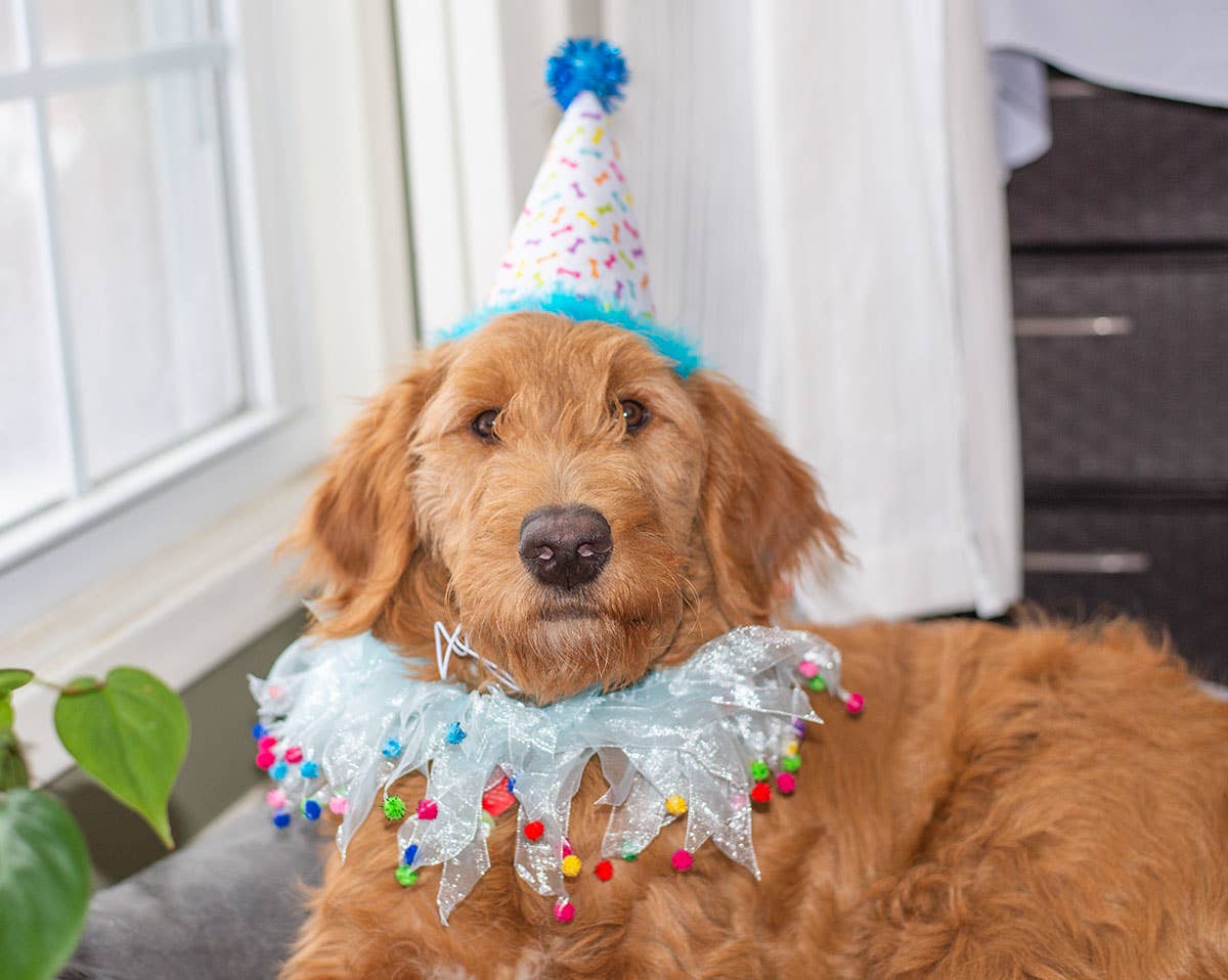 Multipet Party Pom Pom Collar Blue Medium