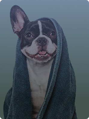 Dog Products