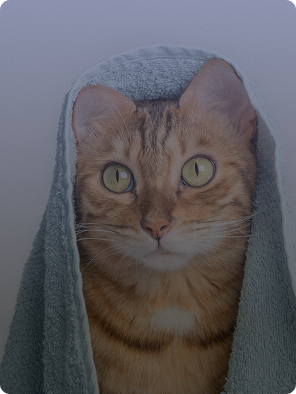 Cat Products